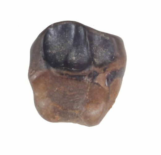 Bargain, Triceratops Shed Tooth - Montana #41276